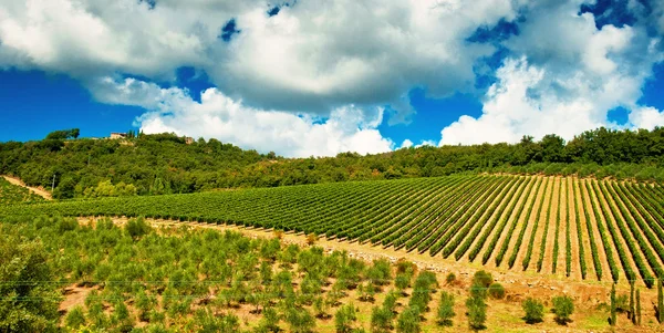 Toskana güzel üzüm bağı — Stok fotoğraf