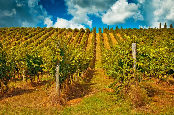 Kebun anggur yang bagus di Tuscany — Stok Foto