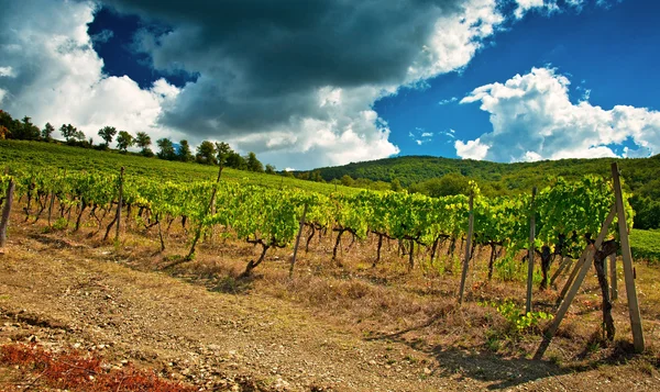 Хороший виноградник в Тоскане — стоковое фото