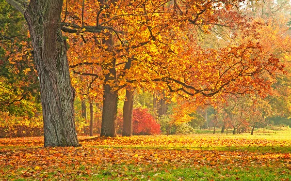 公園で素敵な秋のシーン — ストック写真