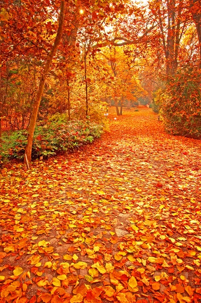 Nice autumnal scene in the park — Stock Photo, Image