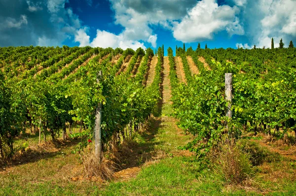 Vinha bonita na Toscana — Fotografia de Stock