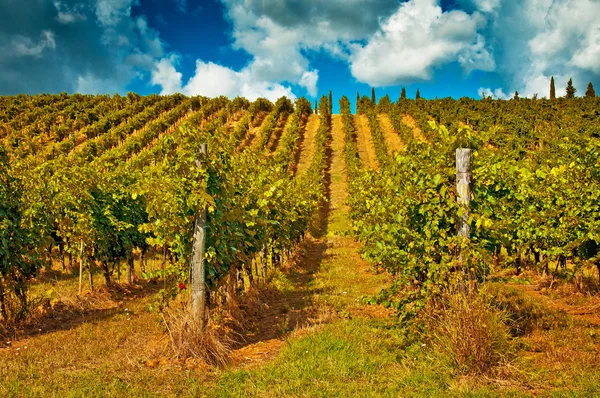 Vinha bonita na Toscana — Fotografia de Stock