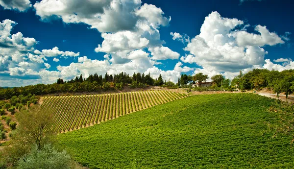Fin vingård i Toscana — Stockfoto