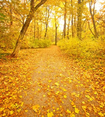 parkta güzel sonbahar sahne