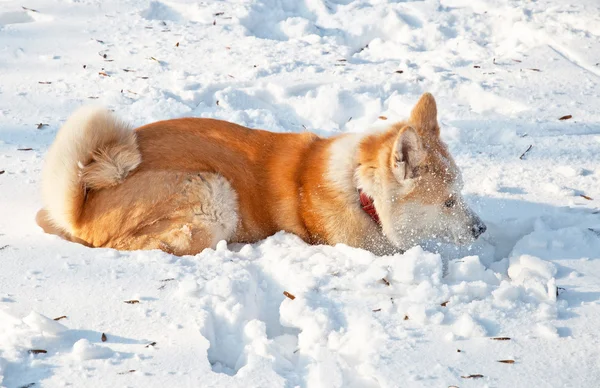 Bonito perro akita en invierno —  Fotos de Stock