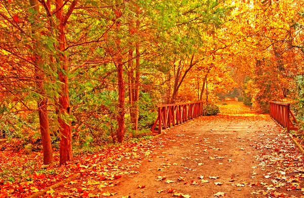 Nice autumnal scene in the park — Stock Photo, Image