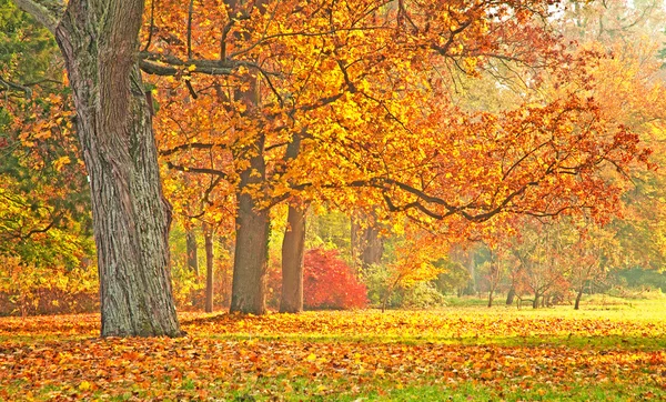 Schöne herbstliche Szene im Park — Stockfoto