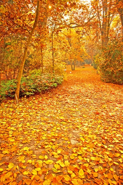 Schöne herbstliche Szene im park — Stockfoto