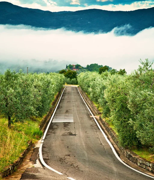 Bonito viñedo — Foto de Stock