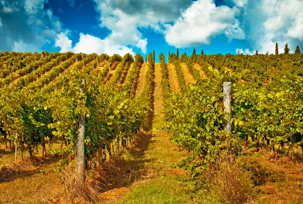 Nice vineyard — Stock Photo, Image