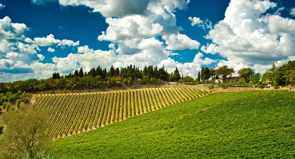 Mooi wijngaard in Toscane — Stockfoto