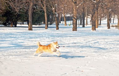 Nice akita dog in winter clipart