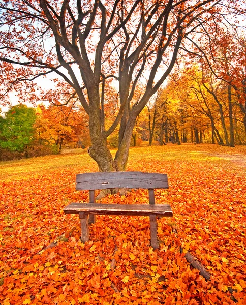 Pěkný podzimní scéna v parku — Stock fotografie