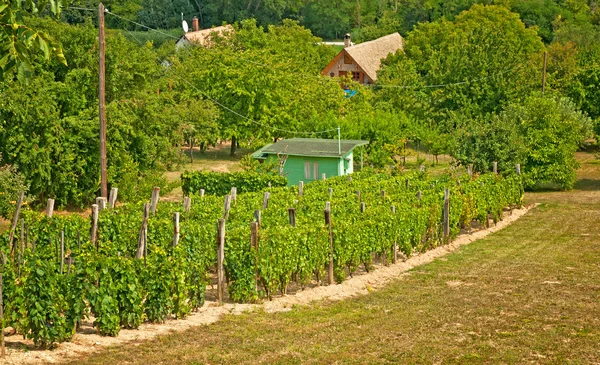 Fin vingård i Toscana. – stockfoto