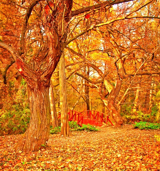 Schöne herbstliche Szene im Park — Stockfoto