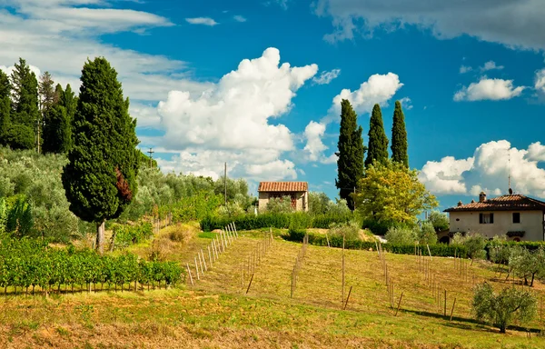 Mooi wijngaard in Toscane — Stockfoto