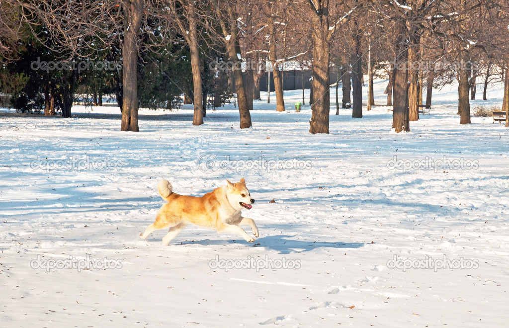 Nice akita dog in winter