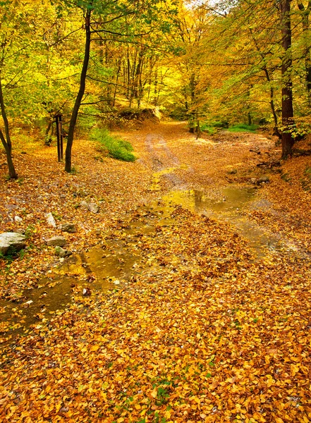 Scena autunnale — Foto Stock