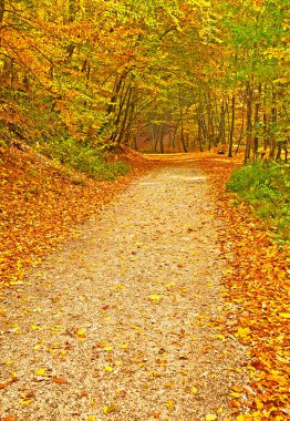 güzel sonbahar sahne