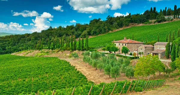 Viñedo en Toscana — Foto de Stock
