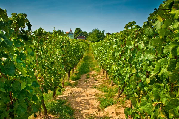 Vineyard — Stock Photo, Image