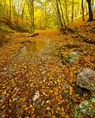 güzel sonbahar sahne