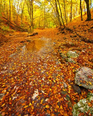 güzel sonbahar sahne