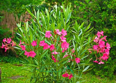Red oleander clipart