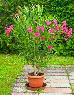 Red oleander clipart