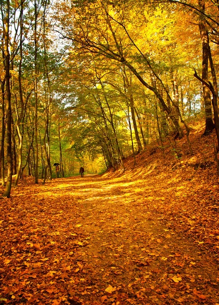 Pěkný podzimní cesta — Stock fotografie