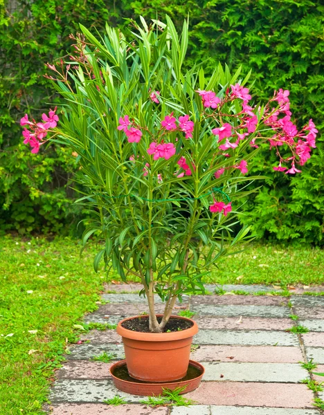 Roter Oleander — Stockfoto