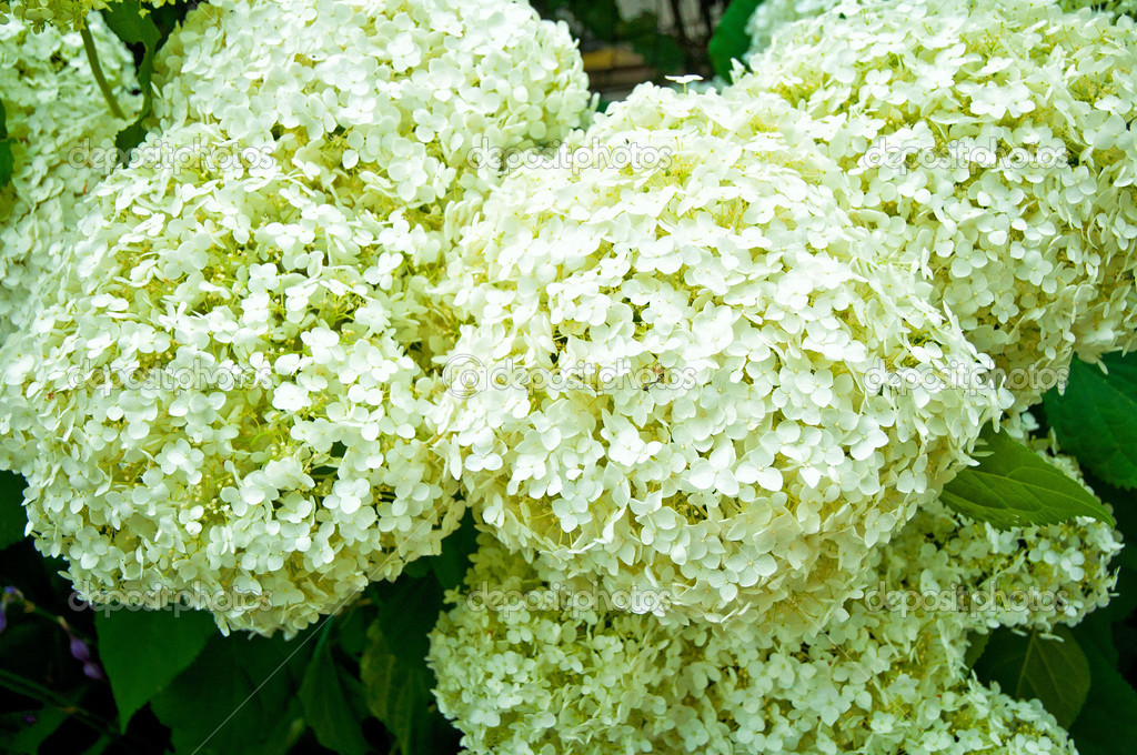 White hydrangea