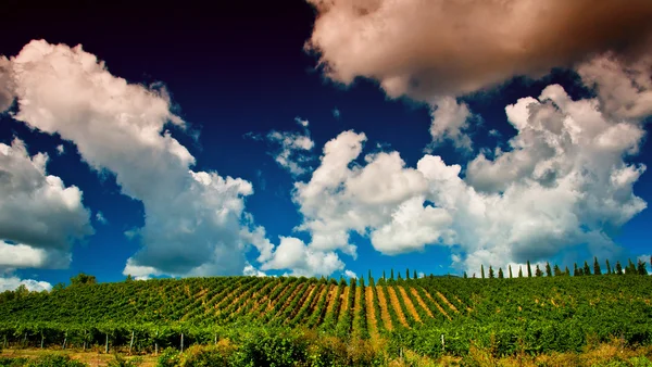 Viñedo en las colinas — Foto de Stock