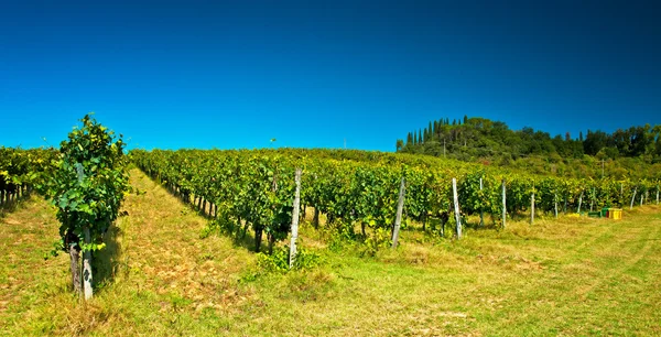 На пагорбах виноградники — стокове фото