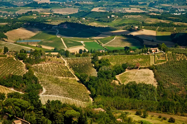 Nice vineyard — Stock Photo, Image