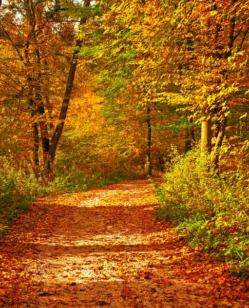 素敵な秋のシーン — ストック写真