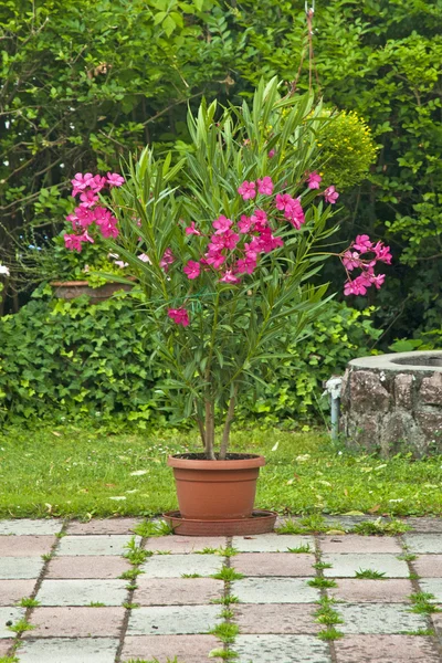 Schöne Oleander — Stockfoto