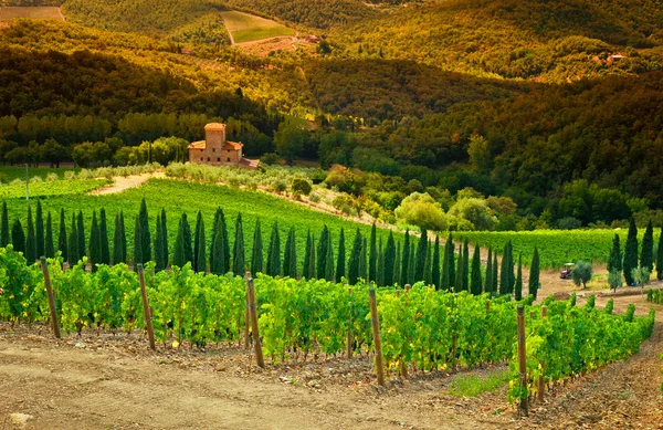 Vigneto con casa — Foto Stock