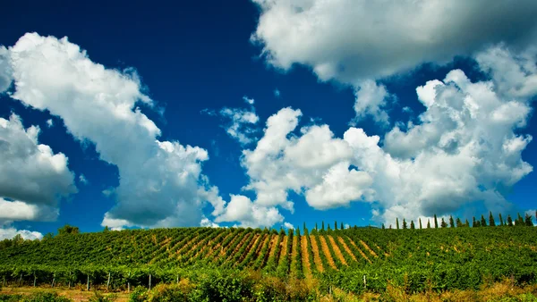 Vineyard — Stock Photo, Image