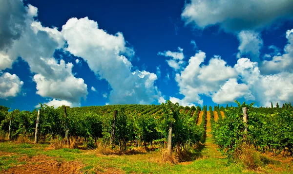 Vineyard — Stock Photo, Image