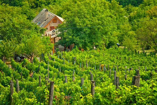 Wijngaard met huis — Stockfoto