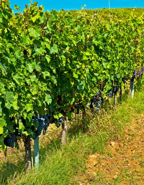 Vineyard farm — Stock Photo, Image