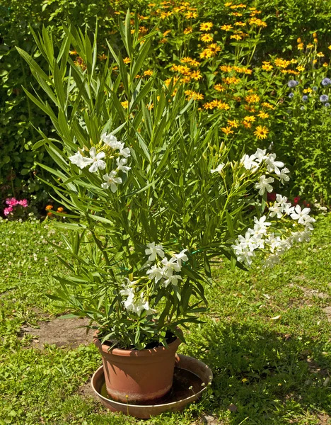 Oleandri in giardino — Foto Stock