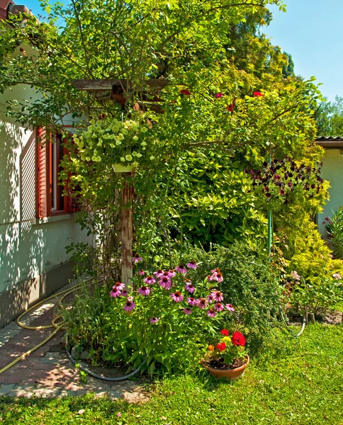 Oleanders in the garden — Stock Photo, Image