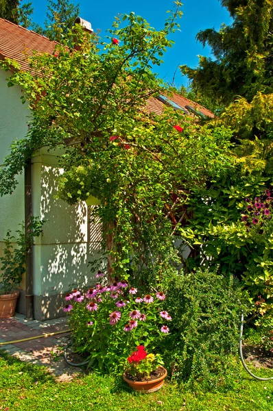 Oleanders in the garden — Stock Photo, Image