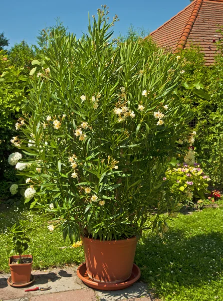 Oleanders dans le jardin — Photo