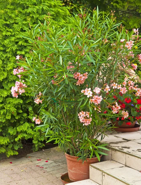 Oleanders in de tuin — Stockfoto