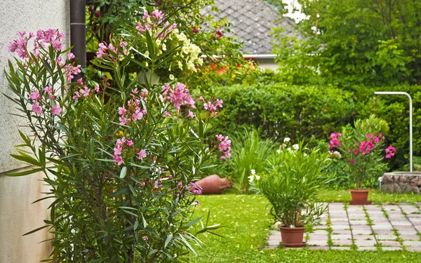 Олеандры в саду — стоковое фото