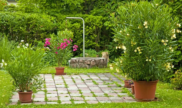 Oleanders dans le jardin — Photo